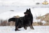 Длинношерстные подрощенные щенки черно-подпалого окраса 3 месяца.... Объявления Bazarok.ua