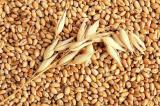 Продам пшеницу... Оголошення Bazarok.ua