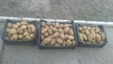 Посадкова картопля для розведення... Оголошення Bazarok.ua