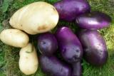 Картофель, картошка, домашний сортовой Черный принц ,Веренея и другие.... Объявления Bazarok.ua
