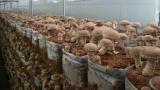 Продам сушеные грибы Шиитаке... Оголошення Bazarok.ua