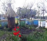 пчелосемьи... Оголошення Bazarok.ua