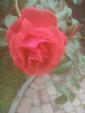 Продам троянди, гібіскус, гортензію, калину, малину що родить 3... Оголошення Bazarok.ua