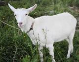 Продам молодую козу зааненской породы возраст 5 месяцев... Объявления Bazarok.ua