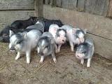 Продам вьетнамских свиней... Оголошення Bazarok.ua