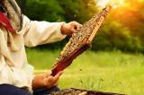 Продаются пчелосемьи,пчелопаты,матки... Объявления Bazarok.ua