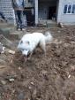 Нашлась собака белый цвет кобель... Оголошення Bazarok.ua