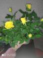 Цветок роза желтая... Объявления Bazarok.ua