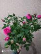 Розовая роза... Объявления Bazarok.ua