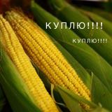 Куплю кукурудзу... Оголошення Bazarok.ua
