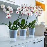 Вазоны для орхидей и комнатных цветов. Большой выбор, низкие... Объявления Bazarok.ua