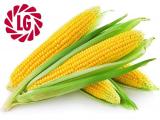Семена кукурузы Лимагрейн ( Limagrain ) 30273... Оголошення Bazarok.ua