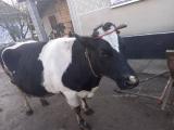 Продам добротну корову... Оголошення Bazarok.ua