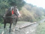 Бродам коня... Оголошення Bazarok.ua