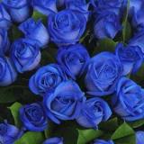 Свежие голландские розы 100 см с курьерской бесплатной доставкой... Объявления Bazarok.ua