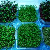 Набори мікрозелені для самостійного вирощування... Объявления Bazarok.ua