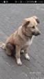 Загубився пес на ім'я Дік 30.12.20 р.... Оголошення Bazarok.ua
