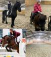 Катание на лошадях Киев осокорки... Оголошення Bazarok.ua