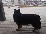 Собака на Бумажке... Объявления Bazarok.ua