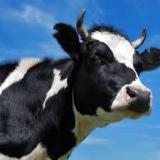 Продам корову недорого... Оголошення Bazarok.ua