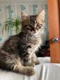 Природні, виховані, дуже гарні кошенята... Оголошення Bazarok.ua