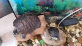 Продам черепаху панцир 13 см... Оголошення Bazarok.ua
