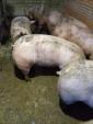 Продам свиней живою вагою... Объявления Bazarok.ua