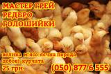 Курчата домашні добові голошийка м'ясо-яєчні редбро, мастер грей... Оголошення Bazarok.ua