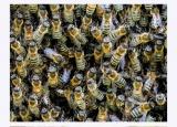 Продам пчелосемьи... Оголошення Bazarok.ua