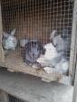 Продам кроликов... Оголошення Bazarok.ua