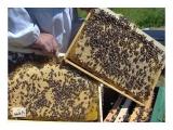Бджолопакети... Оголошення Bazarok.ua