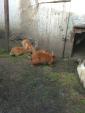 Продам кроликов разных возрастов порода Калифорнийский+Новозеландские... Оголошення Bazarok.ua