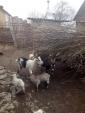 Кози молочні дорослі, козенята та козлики до кольору до... Оголошення Bazarok.ua