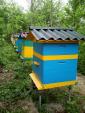 продаємо бджолопакети... Оголошення Bazarok.ua