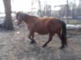Продам коні (кінь, кобила, лоша)... Оголошення Bazarok.ua
