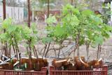 Продам вегетирующие саженцы крупно-плодных столовых сортов винограда... Объявления Bazarok.ua