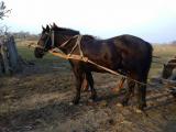 Продам коня 3 роки спокійний... Оголошення Bazarok.ua