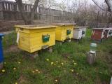 Продам бджоли... Оголошення Bazarok.ua
