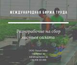 Разнорабочие на сбор листьев салата... Объявления Bazarok.ua