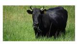 Продаю корову породы Украинская степеая... Объявления Bazarok.ua