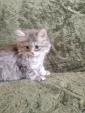 Продам котенка длинношерстная британка игривая добрая красивая зовут... Оголошення Bazarok.ua