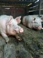 Продам домашнiх свиней... Объявления Bazarok.ua