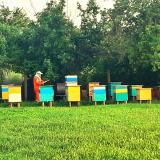 Продаем мед с домашней пасики Мусиенка... Оголошення Bazarok.ua