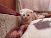 Прекрасные котятки ищут семью... Объявления Bazarok.ua