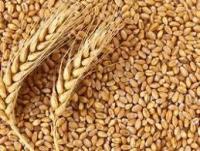 Продам зерно пшениці... Оголошення Bazarok.ua