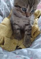 Красивые котята... Оголошення Bazarok.ua