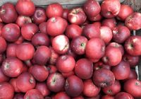 Продажа яблок... Объявления Bazarok.ua