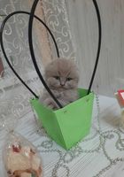 Вислоухі кошенята... Объявления Bazarok.ua