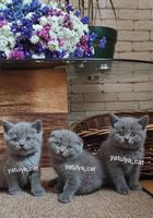 Шотландские голубые котята... Оголошення Bazarok.ua