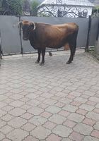 Продам корову срочно... оголошення Bazarok.ua